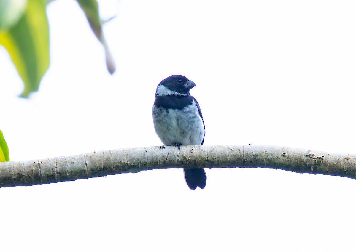 Variable Seedeater - ML647482373