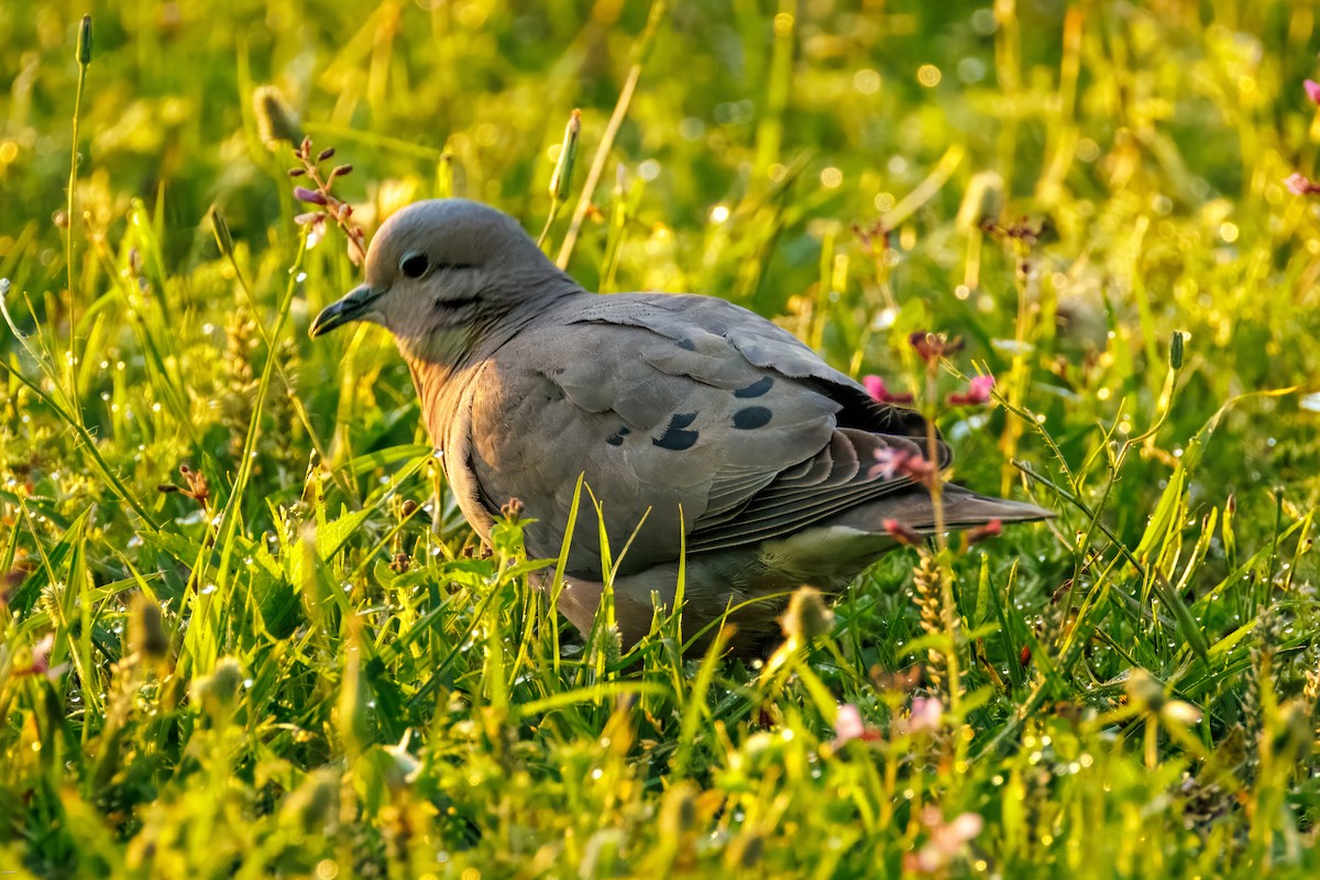 ミミグロバト - ML647482382