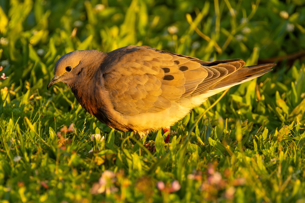 ミミグロバト - ML647482383