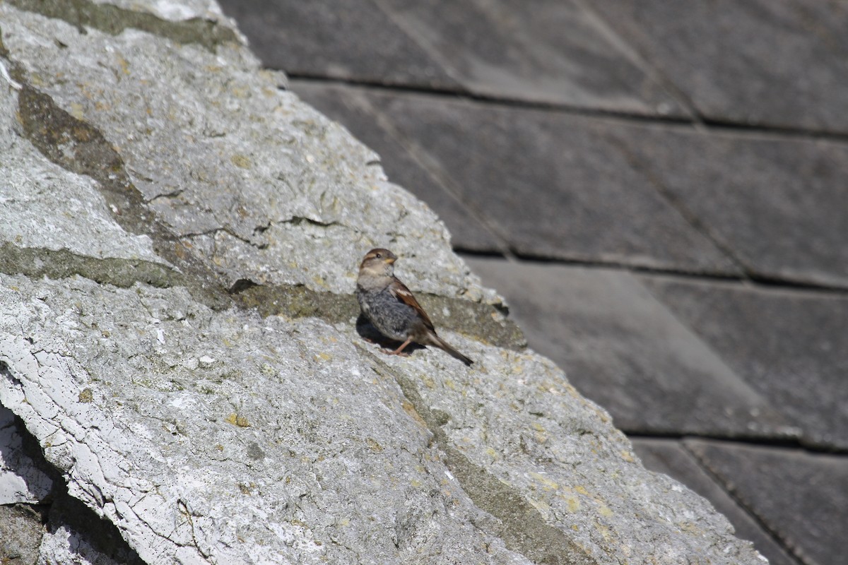 House Sparrow - ML647482387