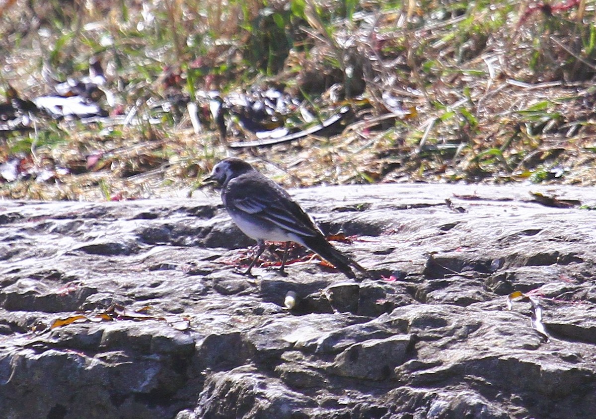 ハクセキレイ - ML647482404