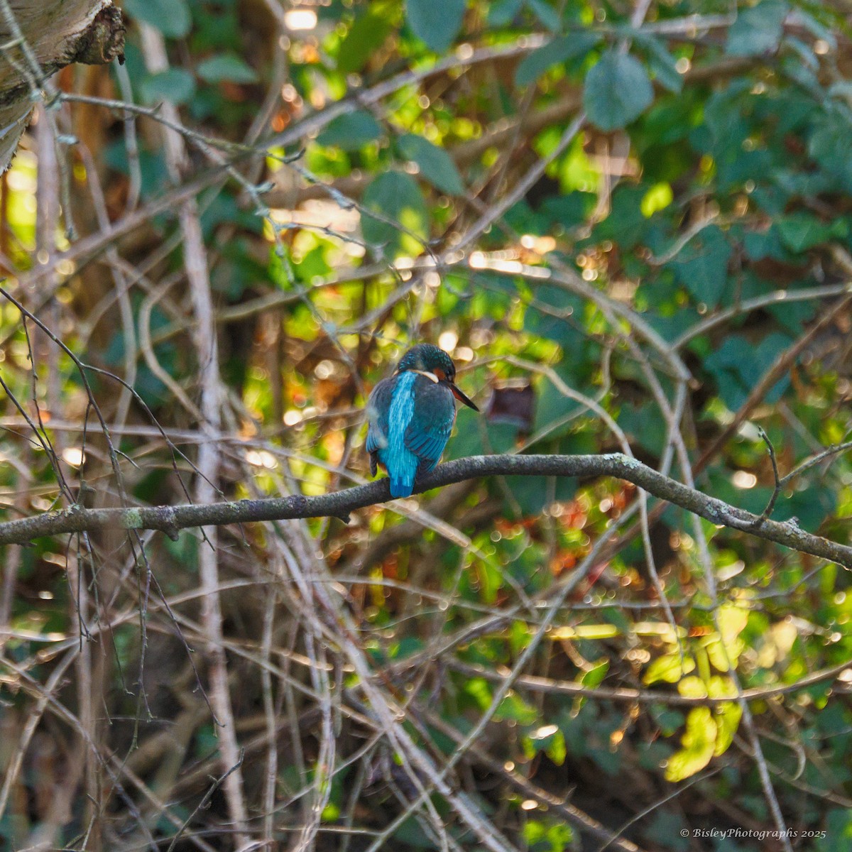 カワセミ - ML647482406