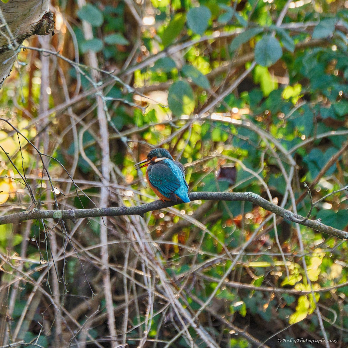 カワセミ - ML647482407