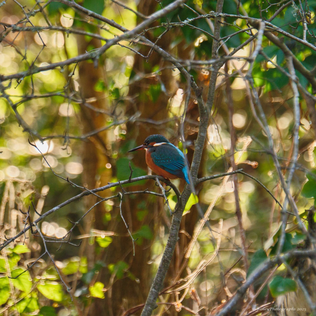 カワセミ - ML647482408