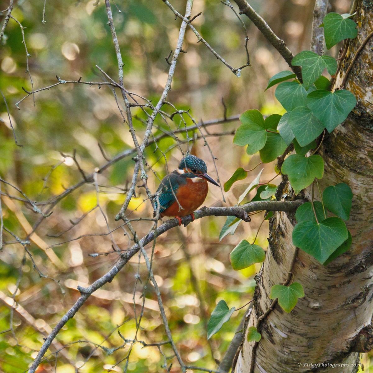 カワセミ - ML647482409