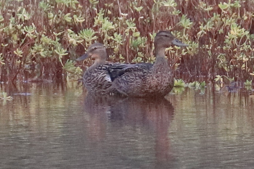 ハワイマガモ - ML647482411