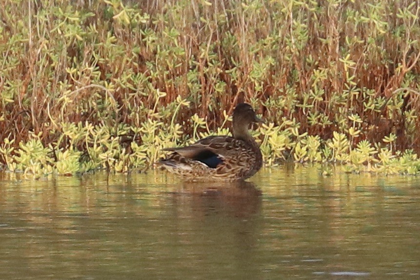 ハワイマガモ - ML647482412