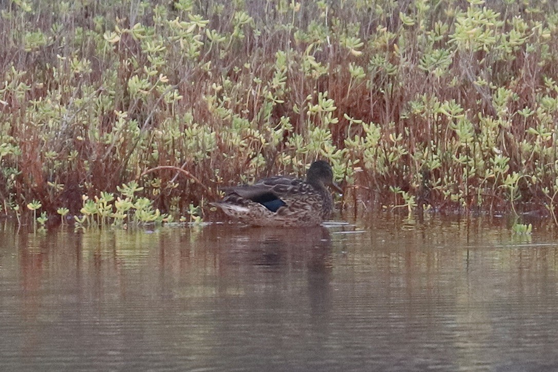 ハワイマガモ - ML647482413