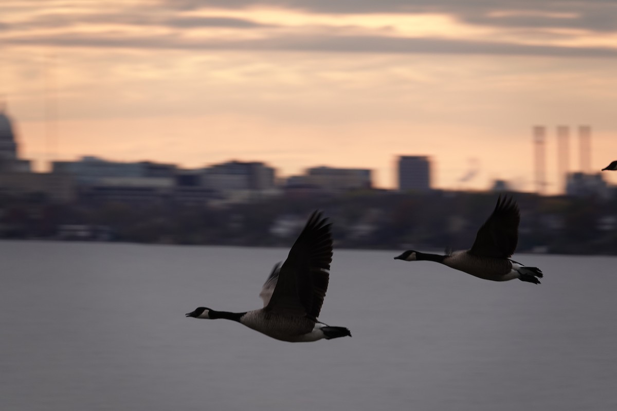 カナダガン - ML647482414