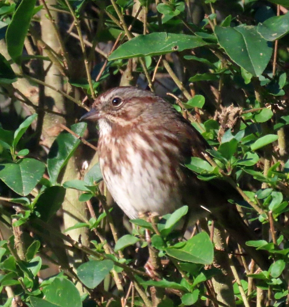 ウタスズメ - ML647482415