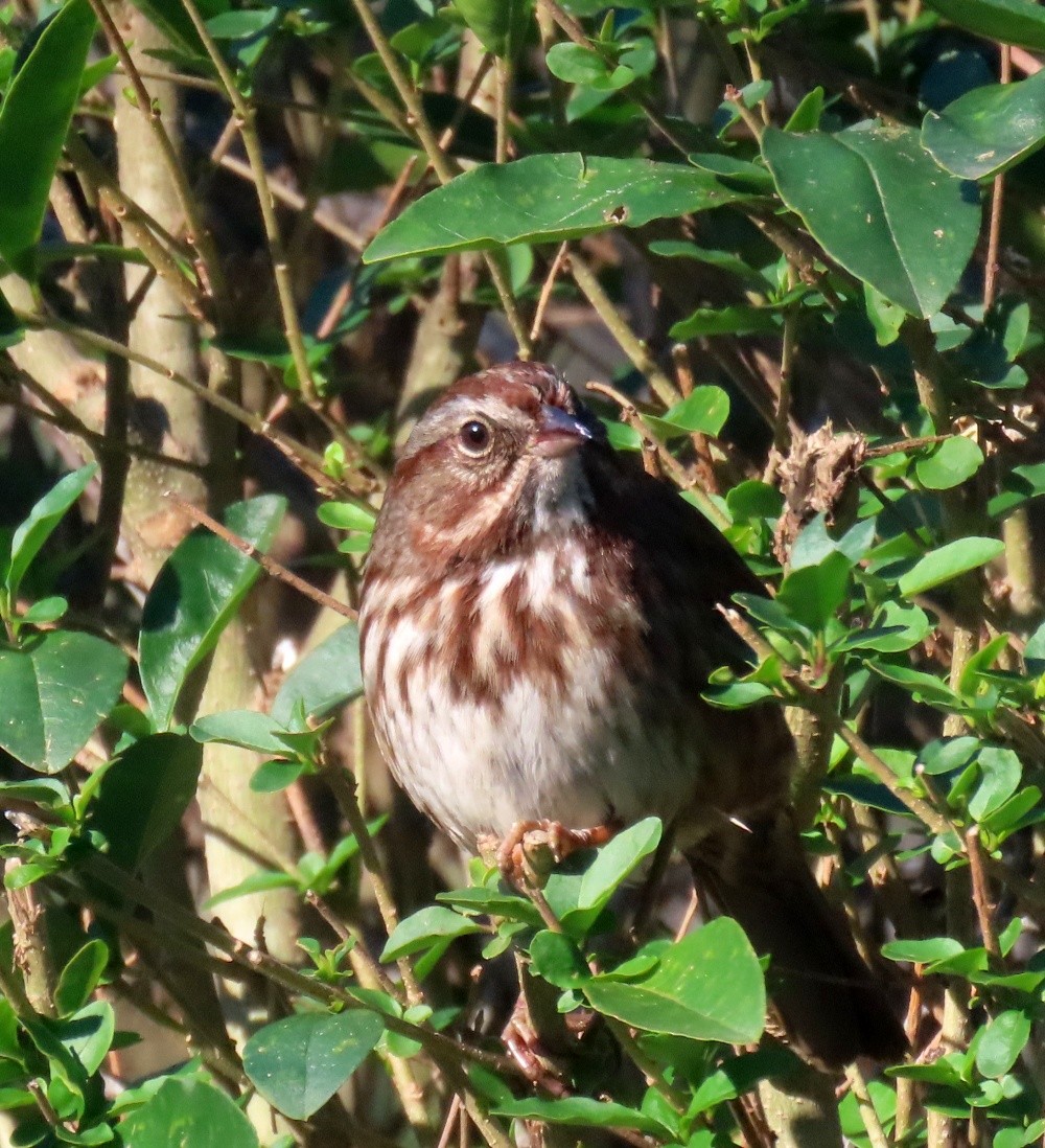 ウタスズメ - ML647482416