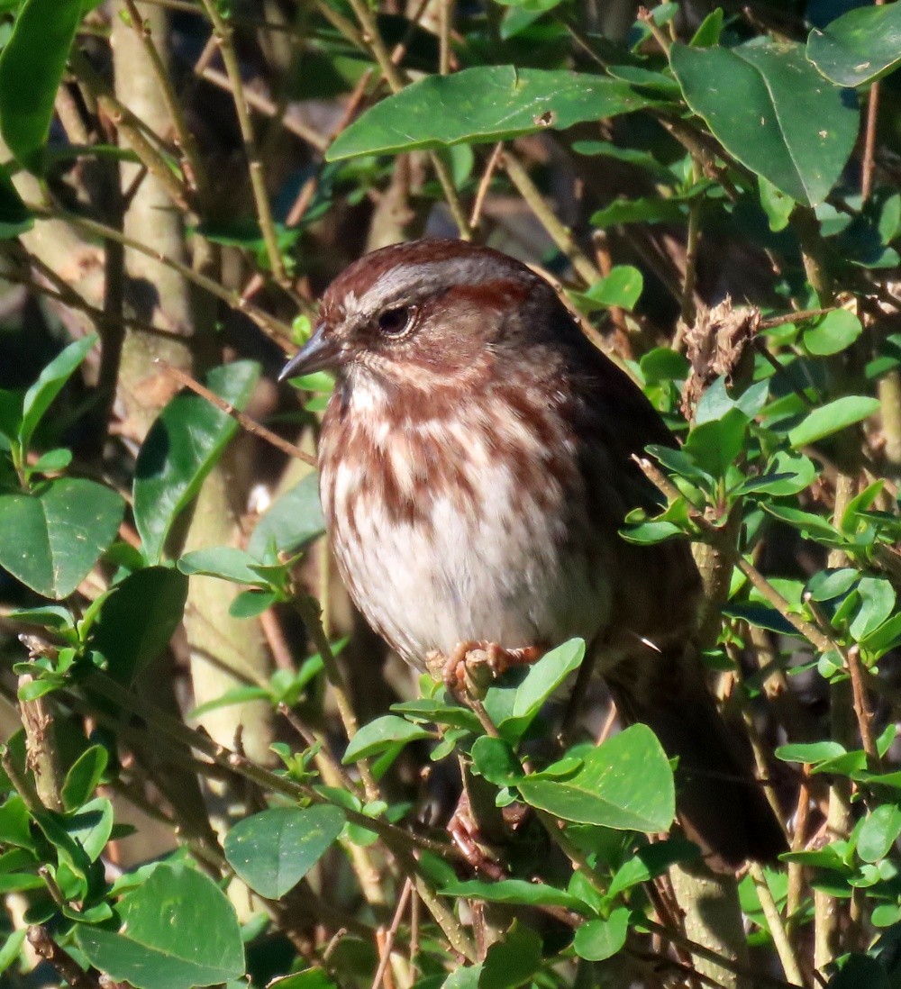 ウタスズメ - ML647482417