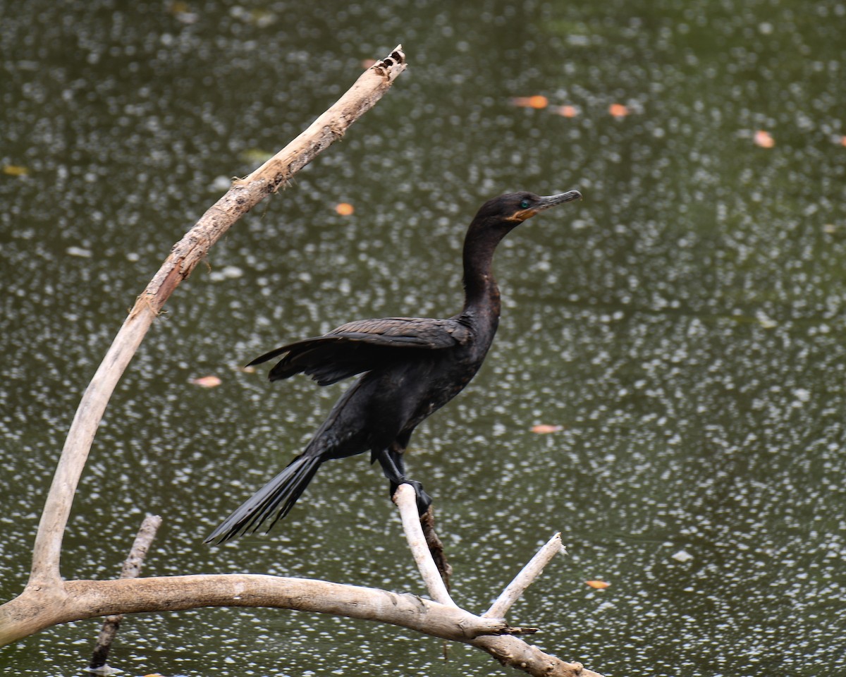 ナンベイヒメウ - ML647482418