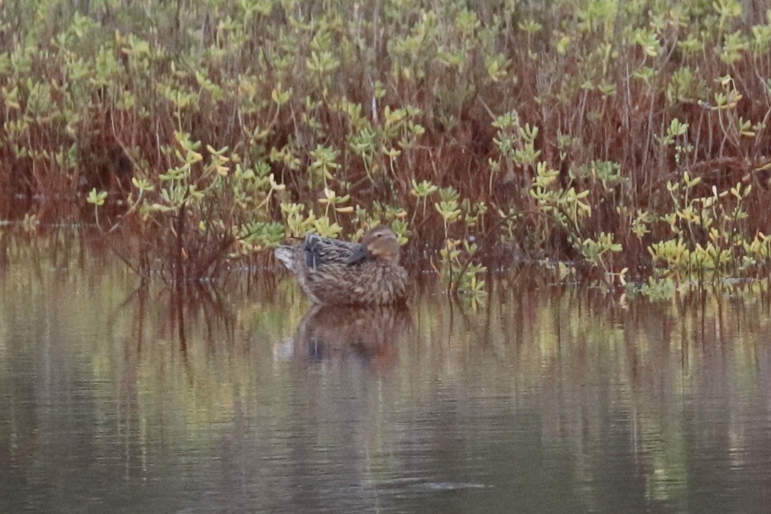 ハワイマガモ - ML647482419