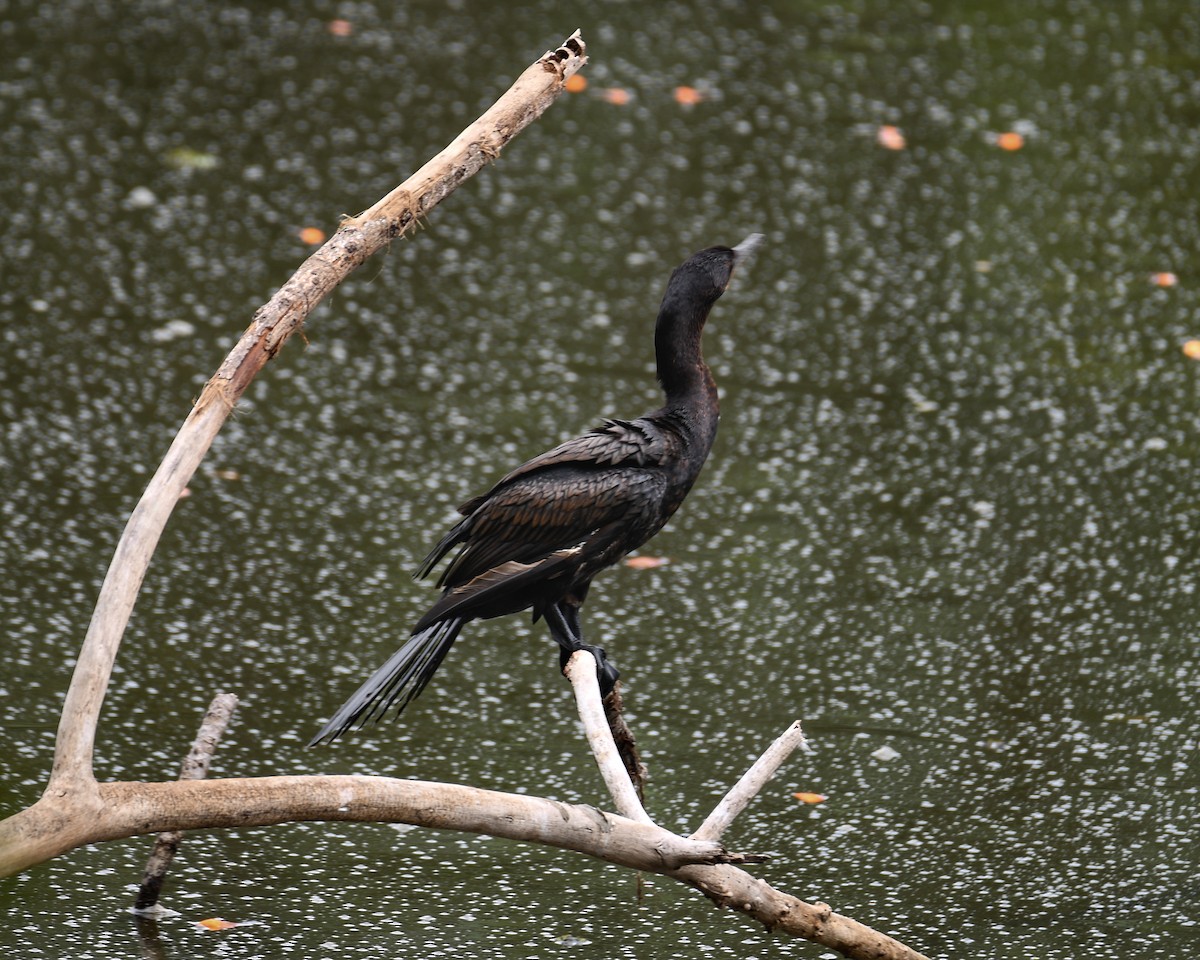 ナンベイヒメウ - ML647482420