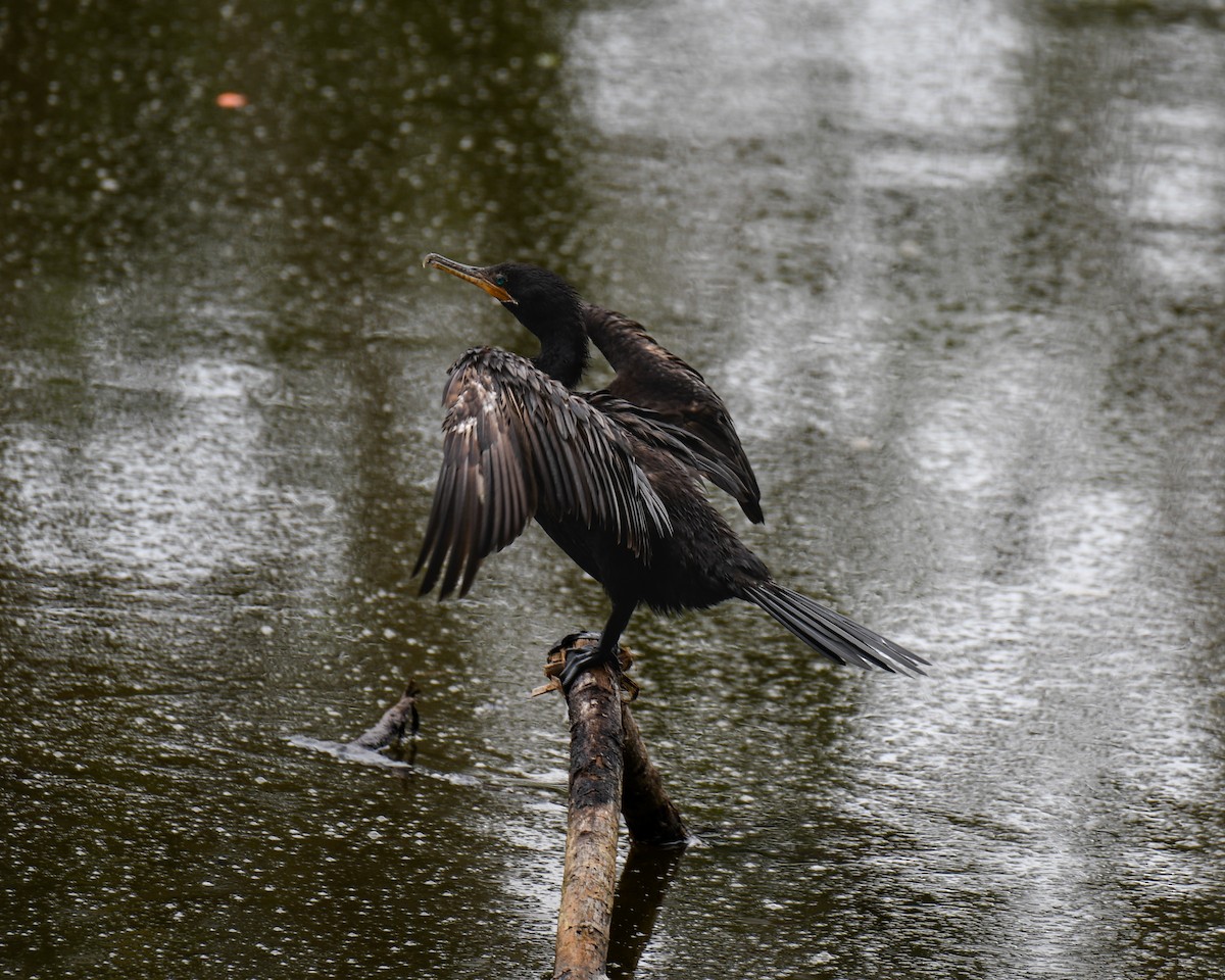 ナンベイヒメウ - ML647482421