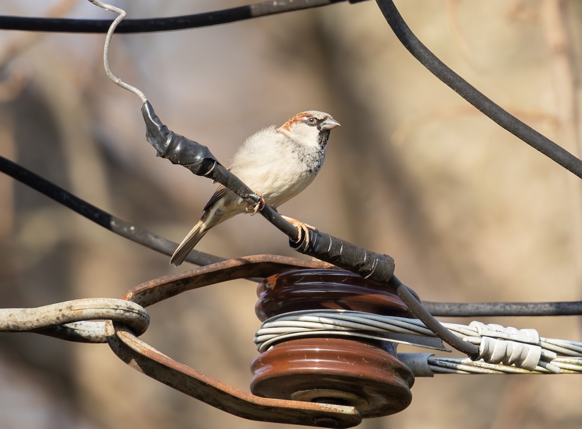 イエスズメ - ML647482423