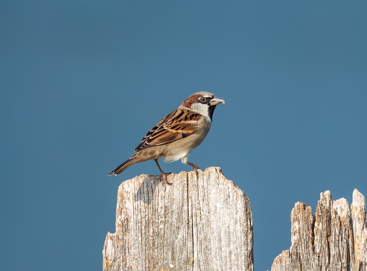 イエスズメ - ML647482424