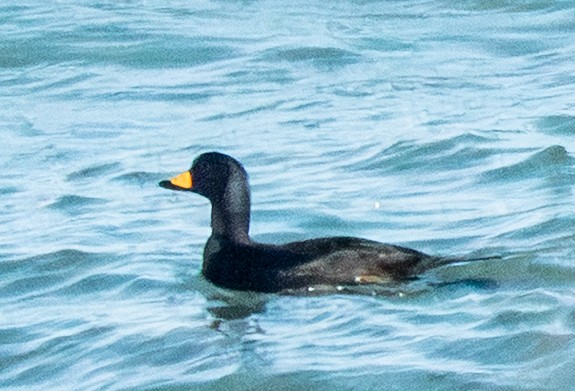 クロガモ - ML647482425