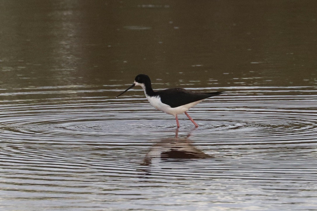 クロエリセイタカシギ（knudseni） - ML647482426