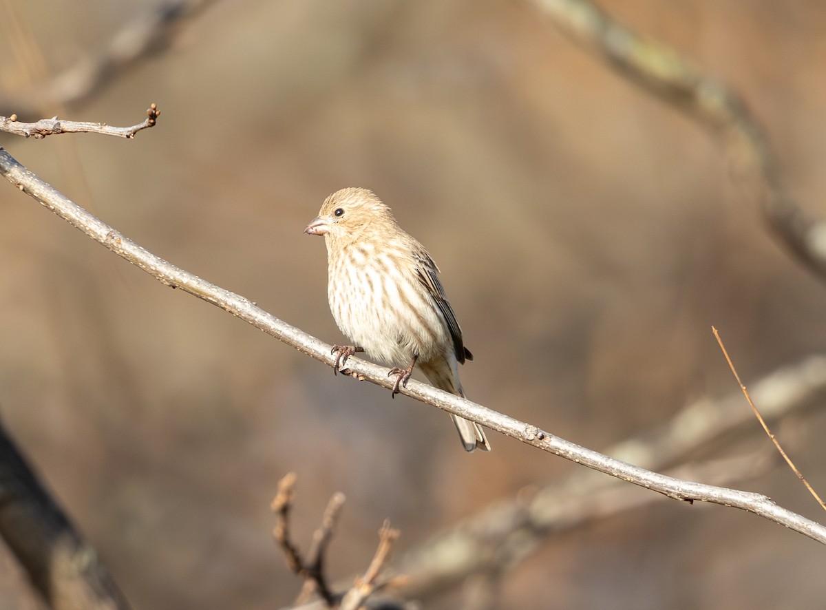 メキシコマシコ - ML647482430