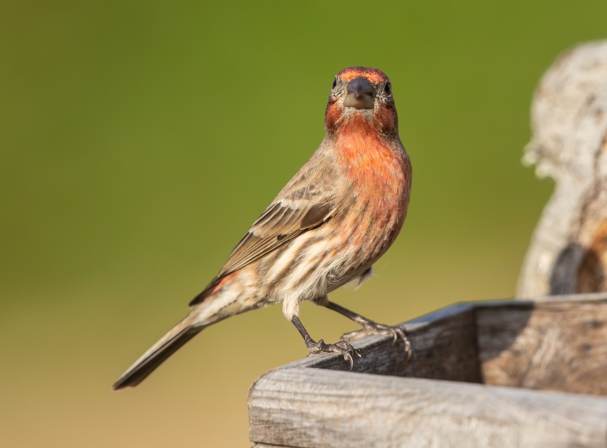 メキシコマシコ - ML647482431