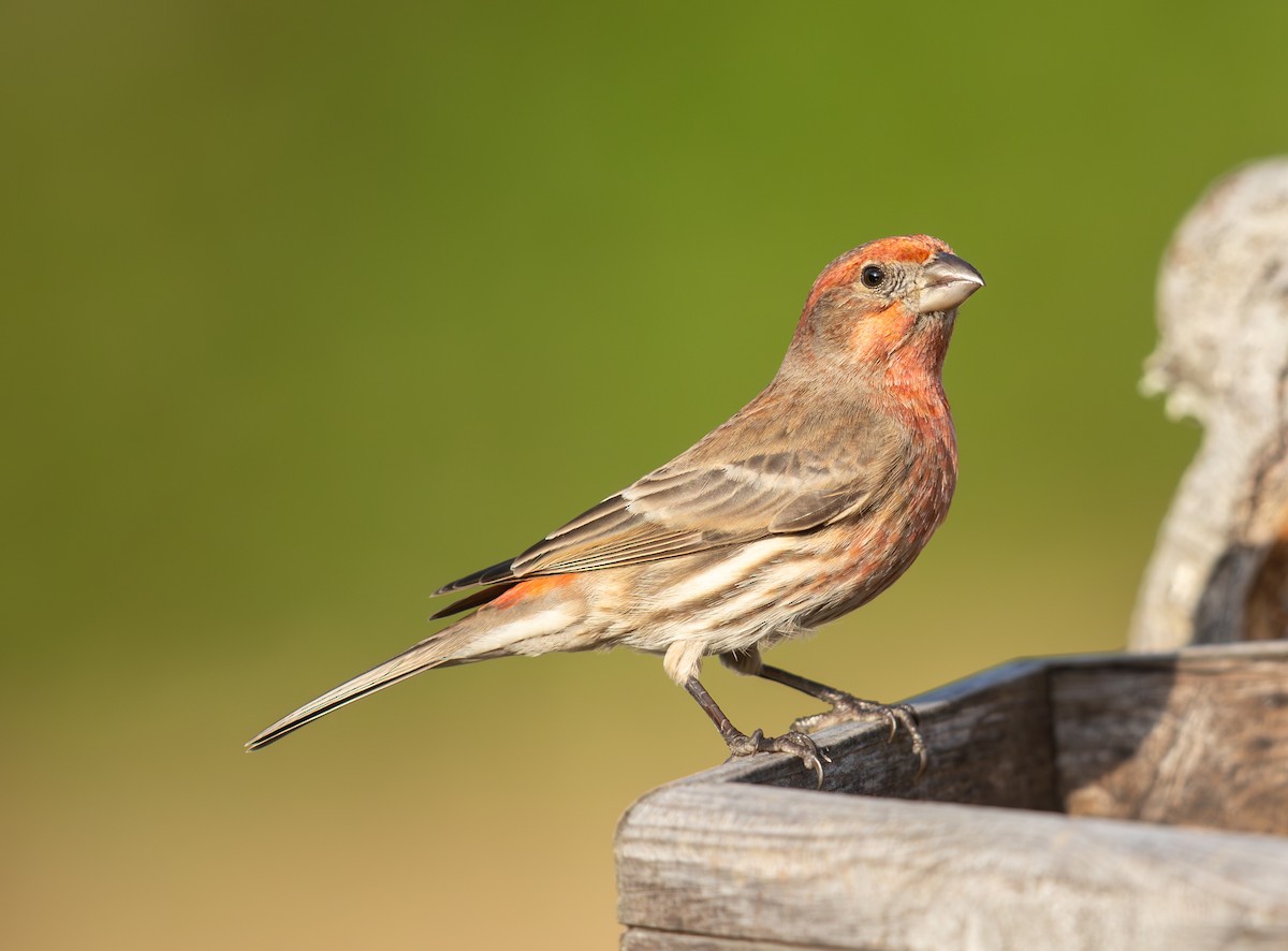 メキシコマシコ - ML647482434