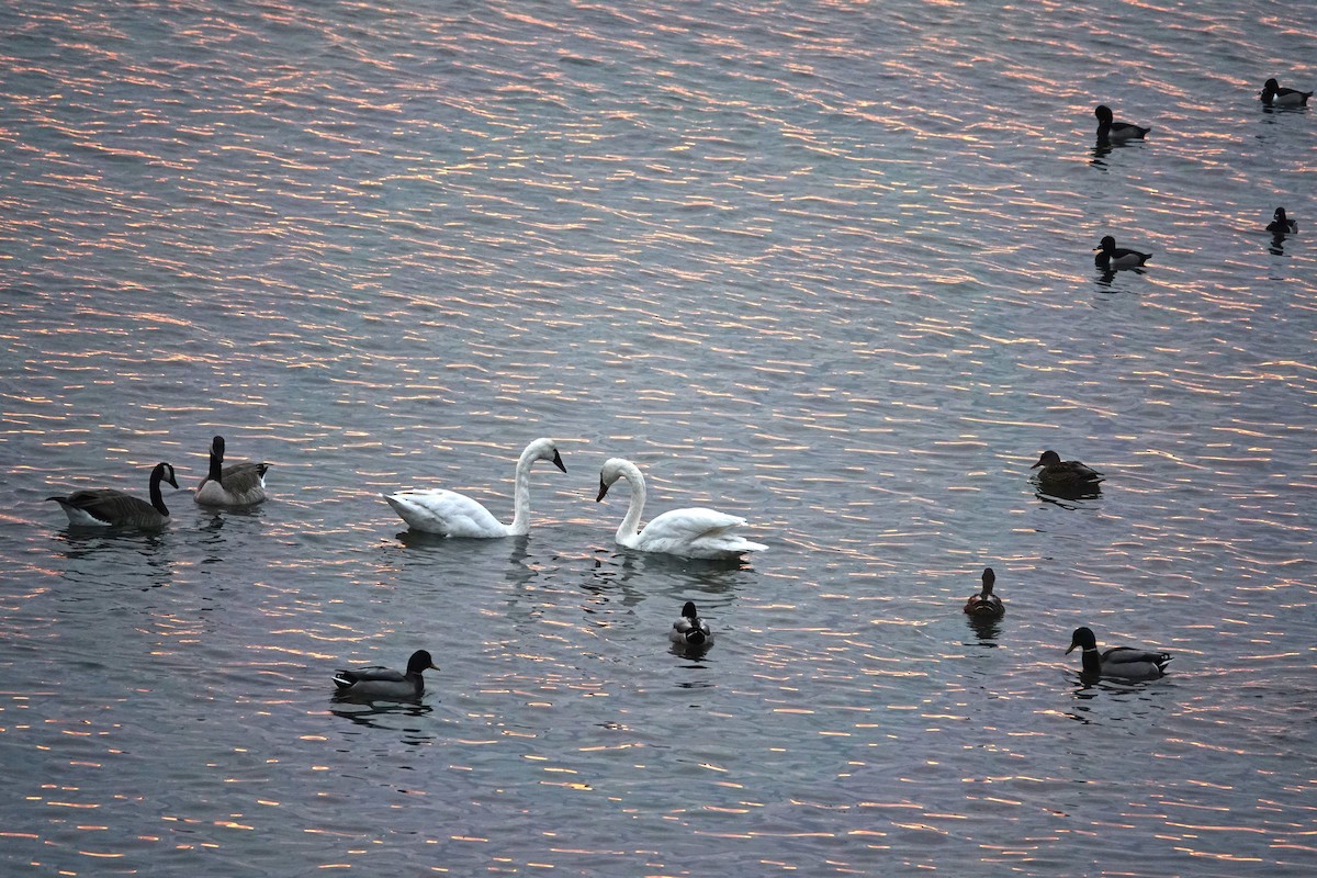 コハクチョウ - ML647482435