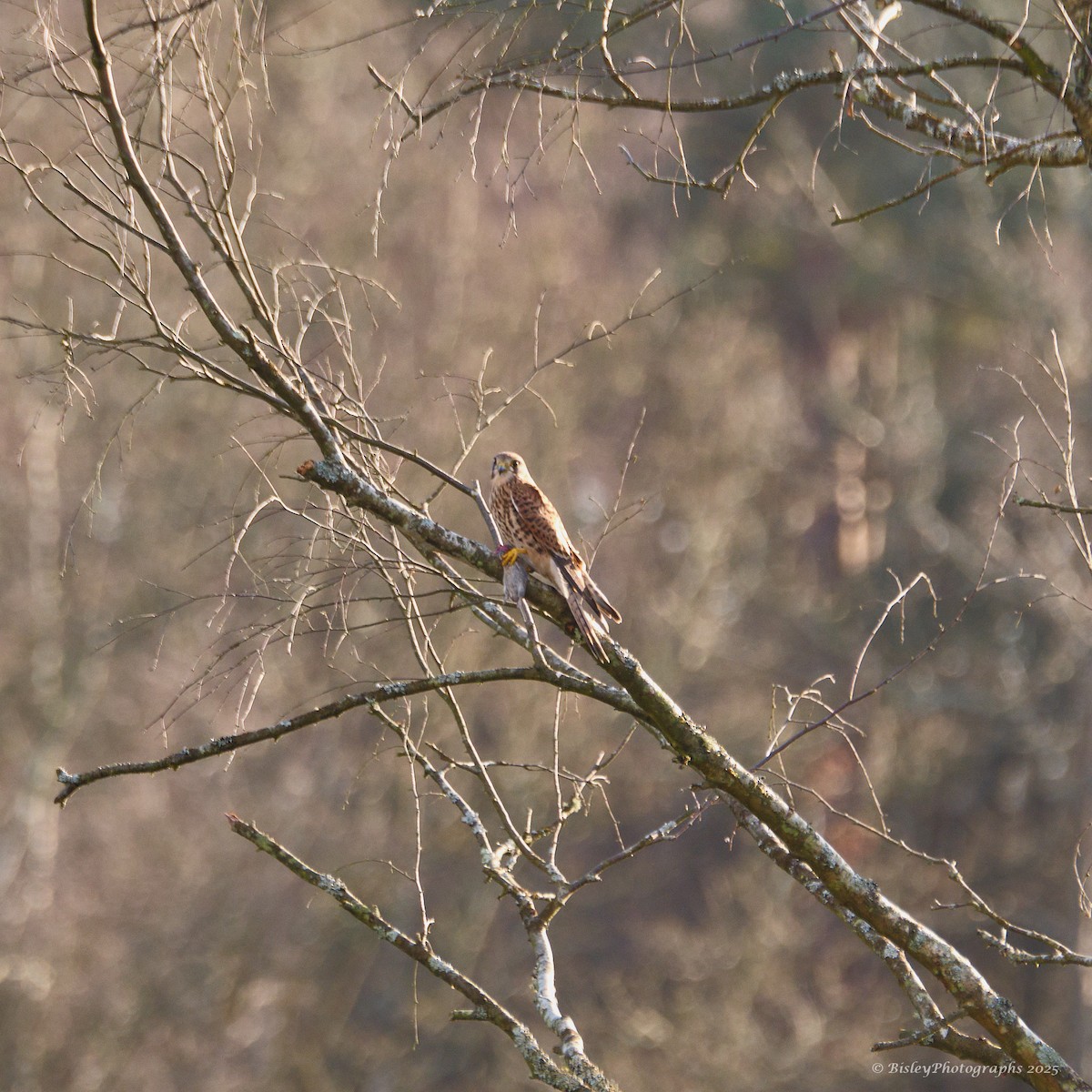 チョウゲンボウ - ML647482436