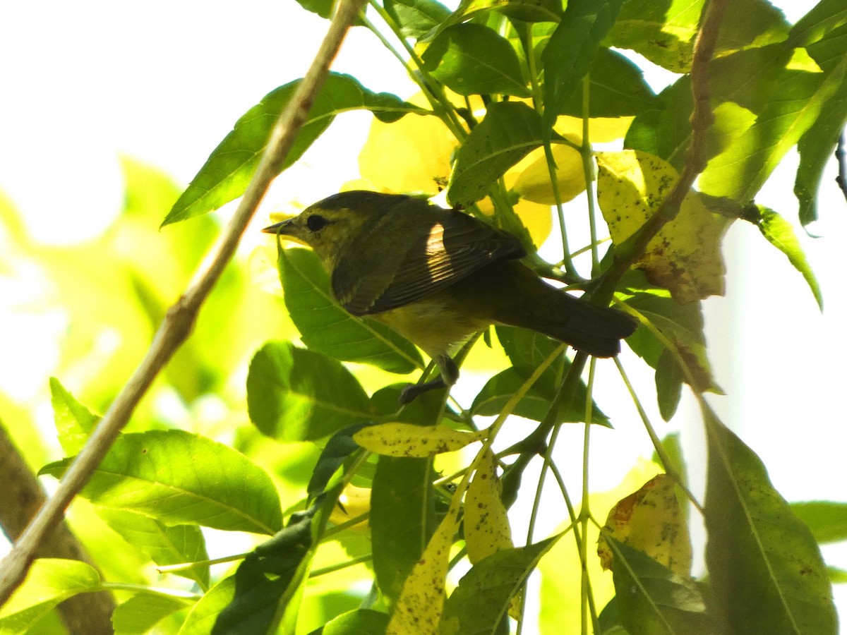 Bireo filadelfiarra - ML647482438