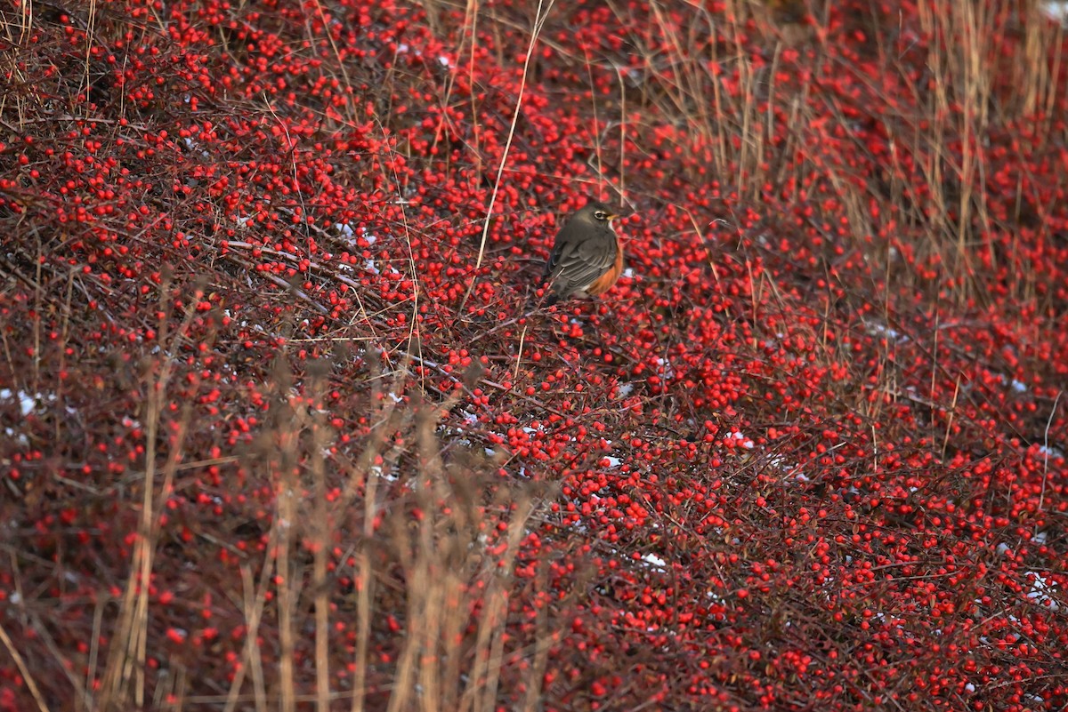 American Robin - ML647482445