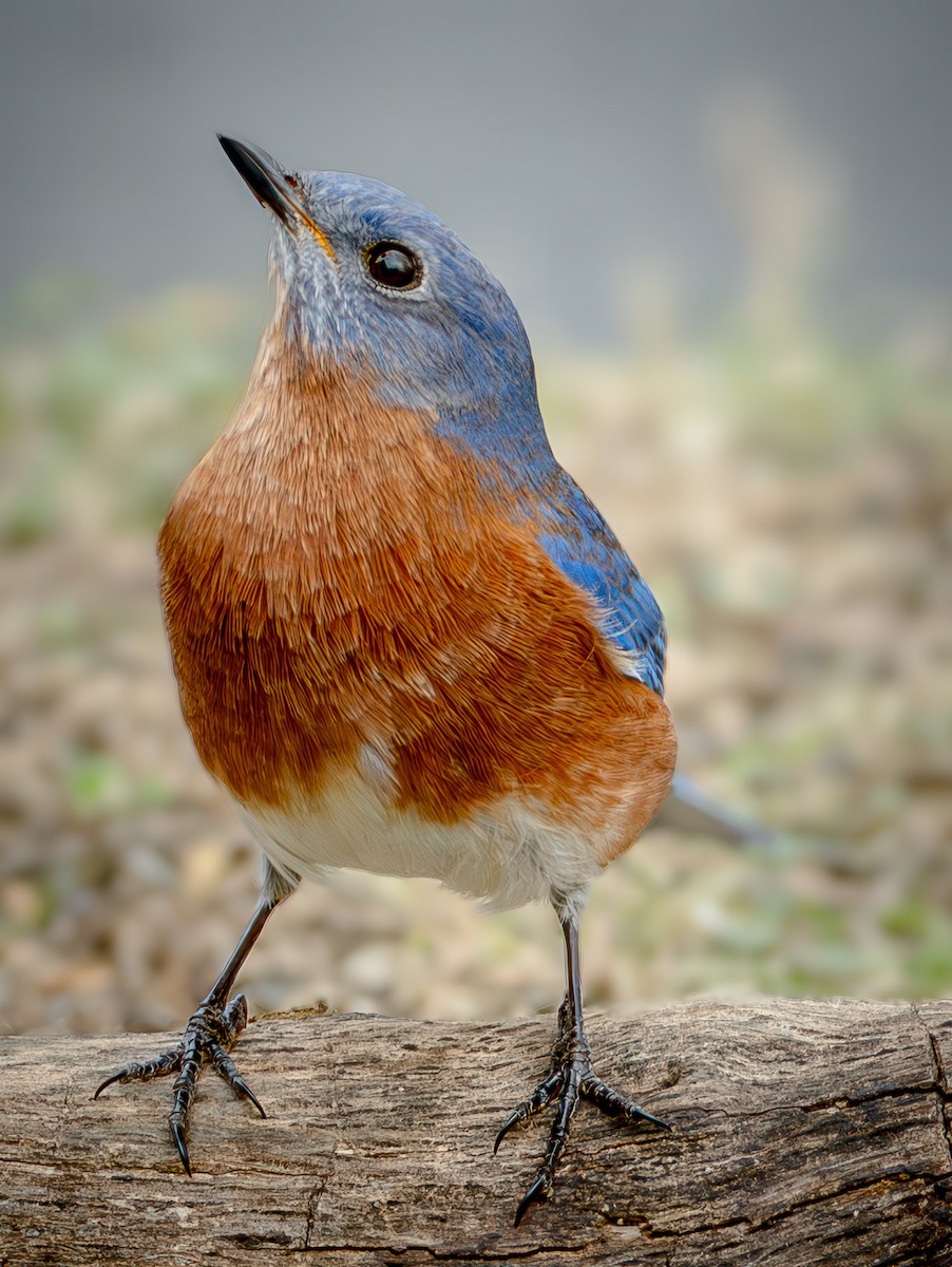 Eastern Bluebird - ML647482459