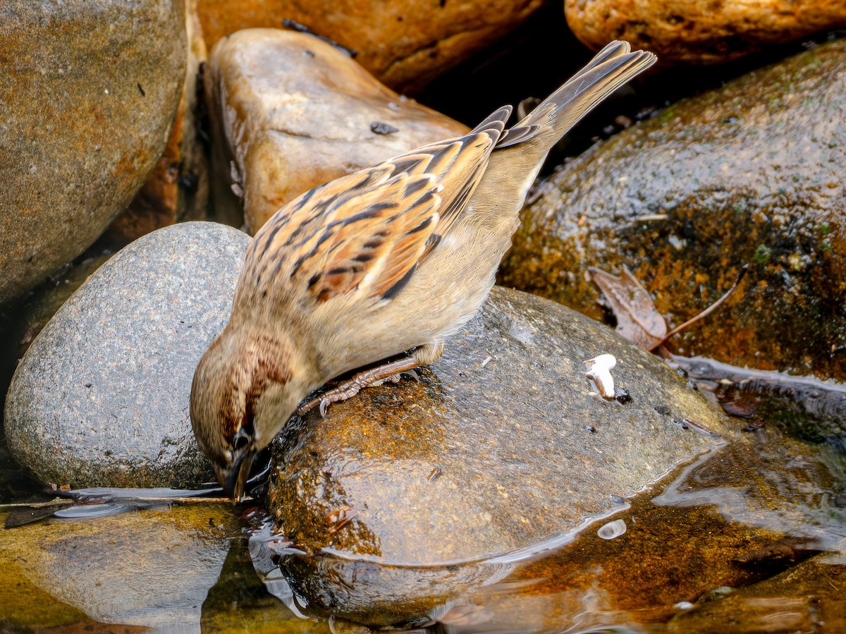 Gorrión Común - ML647482468