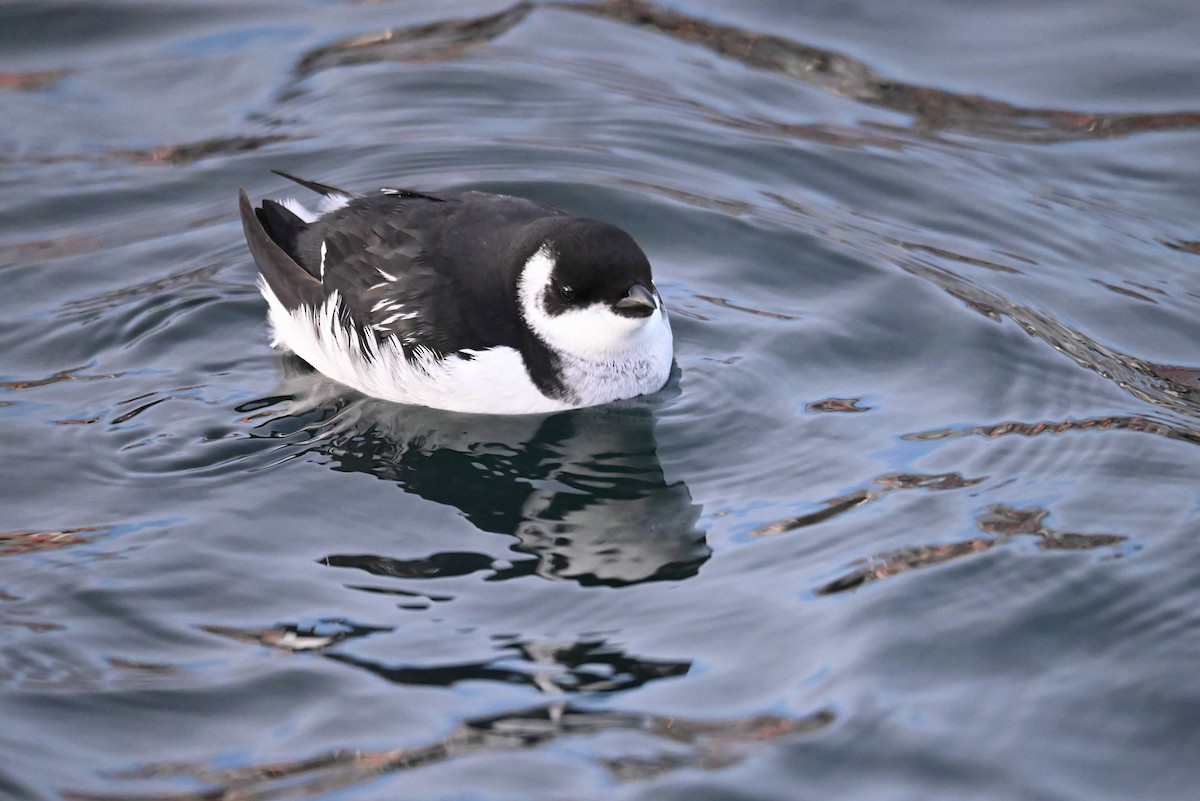 alkoun malý - ML647482470