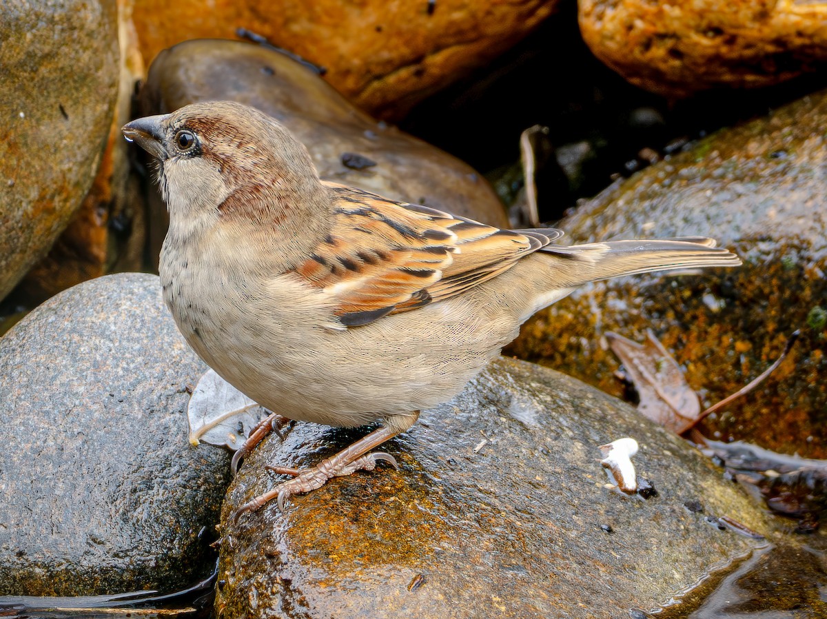 Gorrión Común - ML647482472