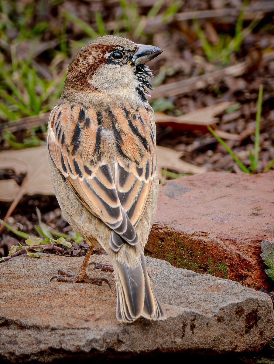 Gorrión Común - ML647482478