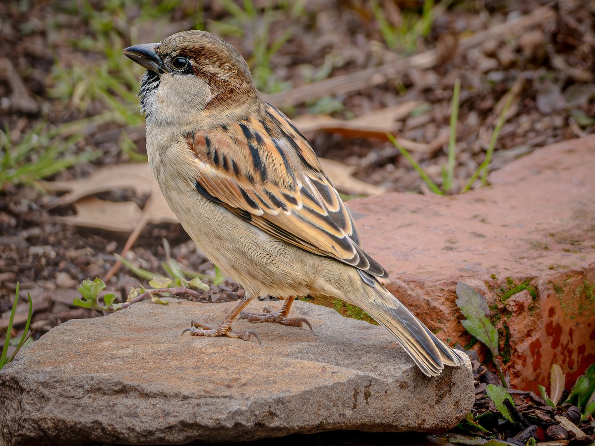 Gorrión Común - ML647482479