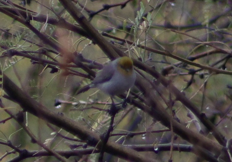 Verdin - ML647482481