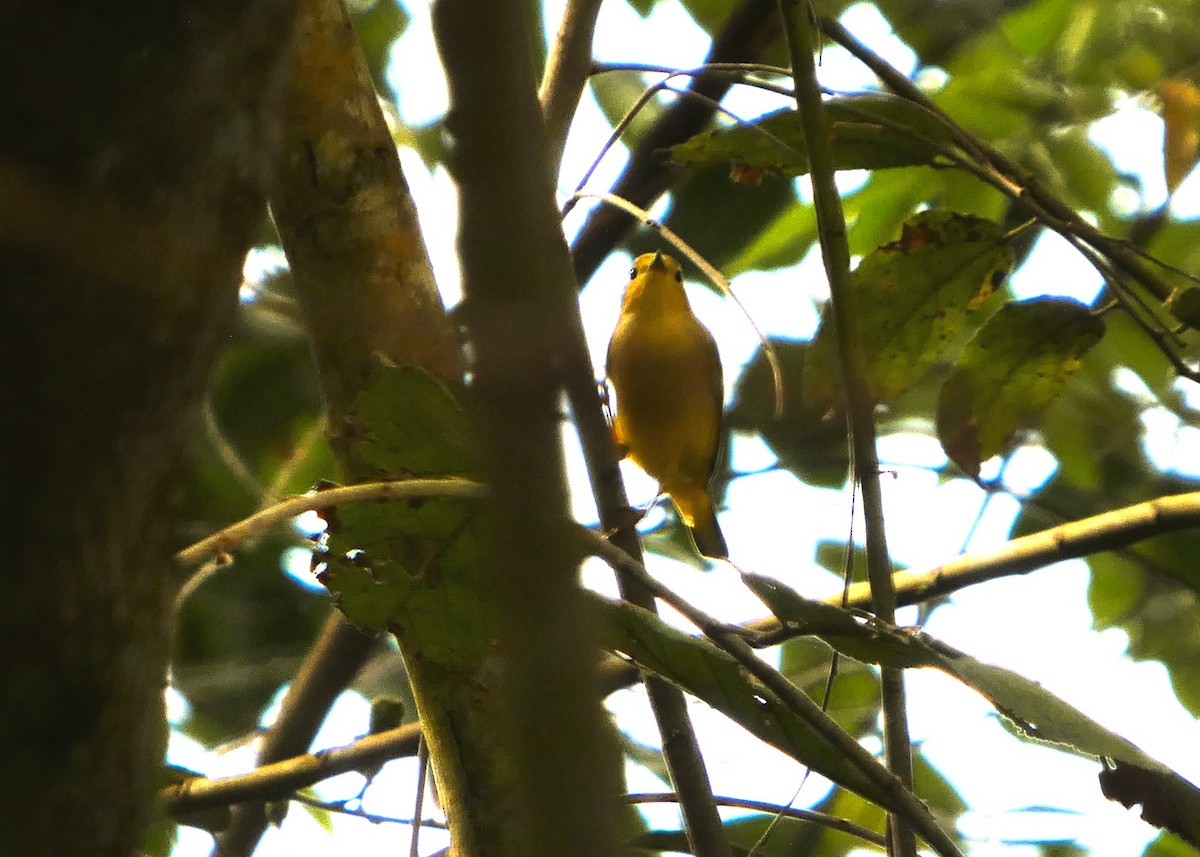 Northern Yellow Warbler - ML647482485
