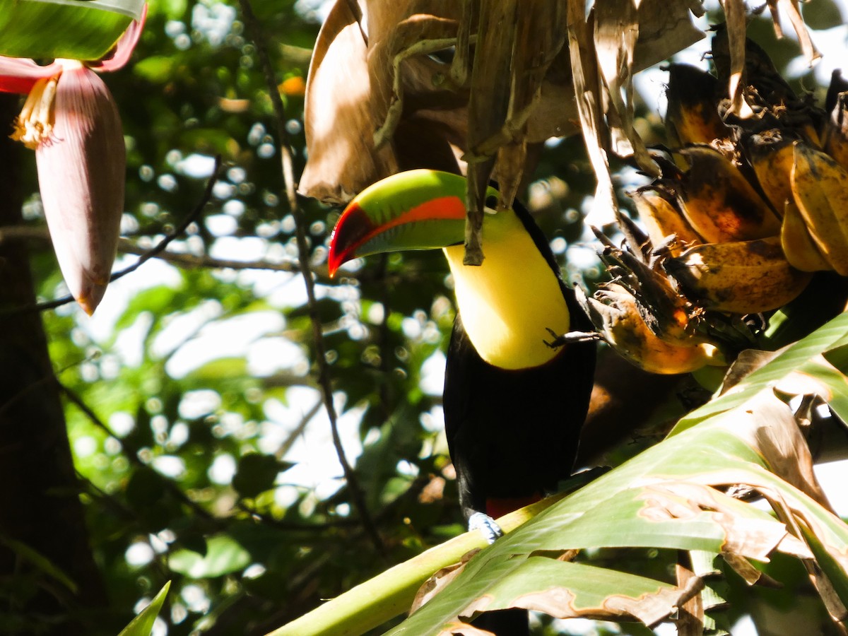 Fischertukan - ML647482501