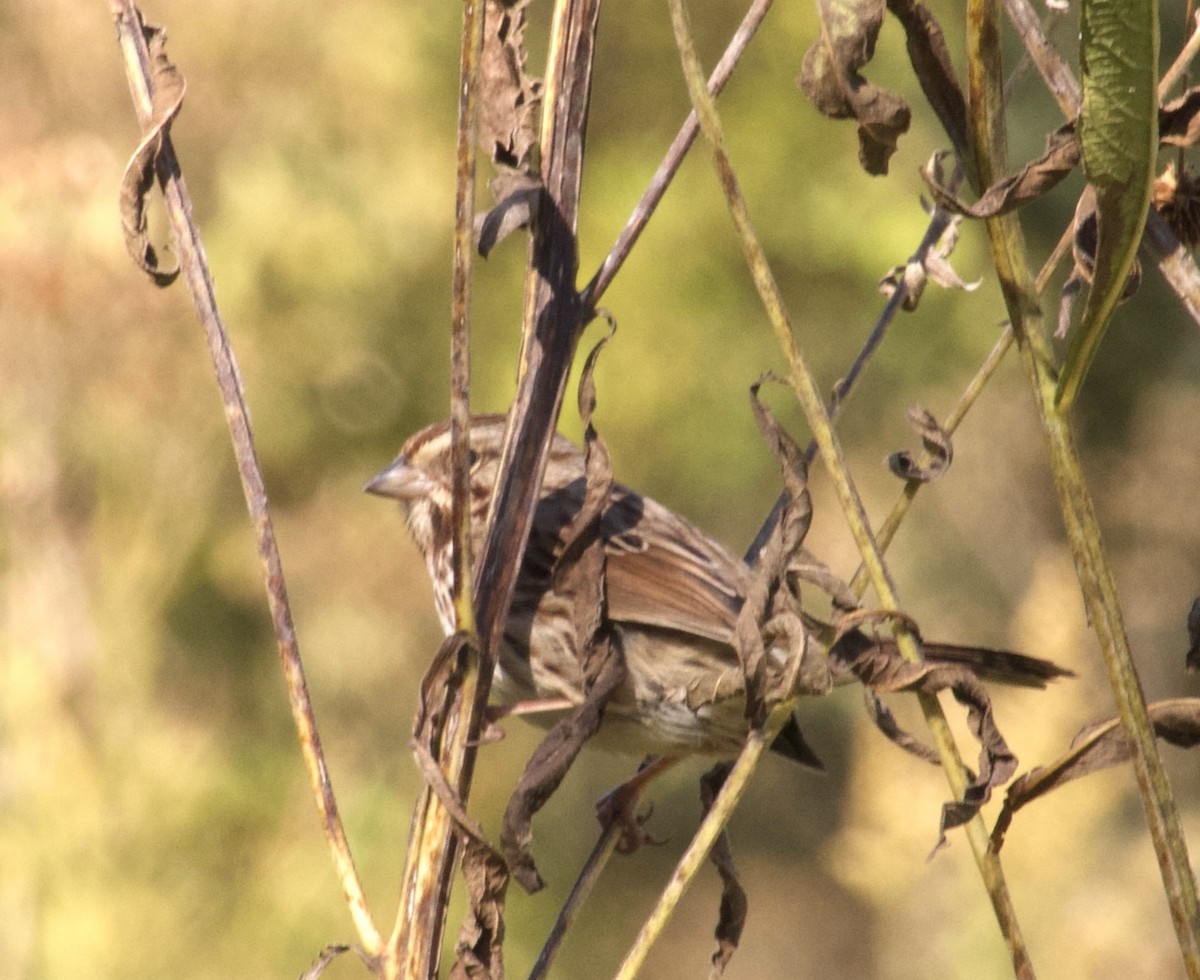 Song Sparrow - ML647482502