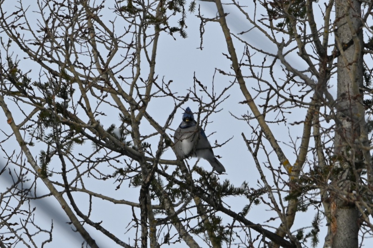 Blue Jay - ML647482560