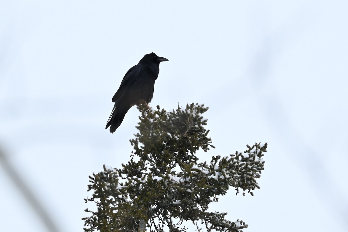 עורב שחור - ML647482563