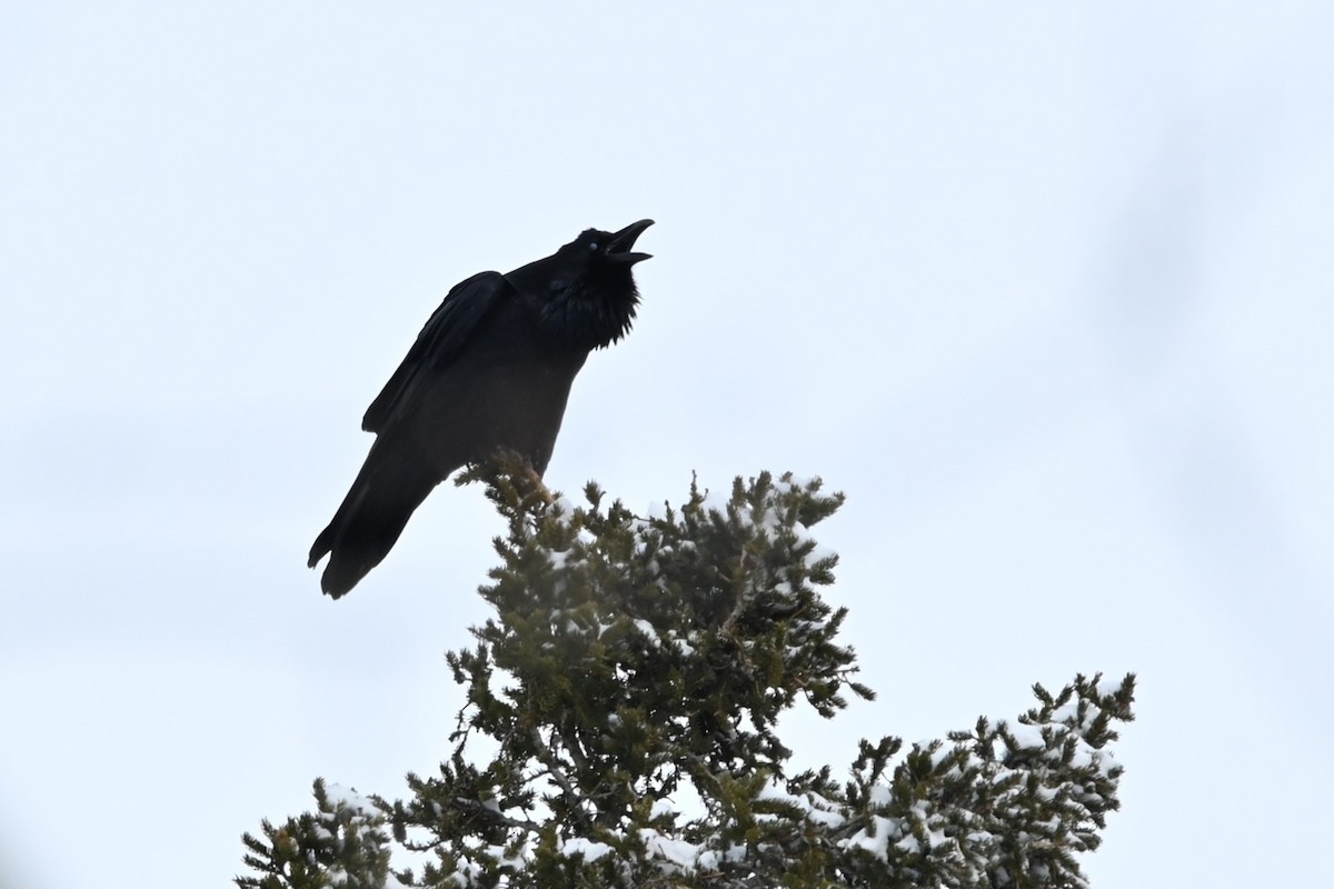 עורב שחור - ML647482564