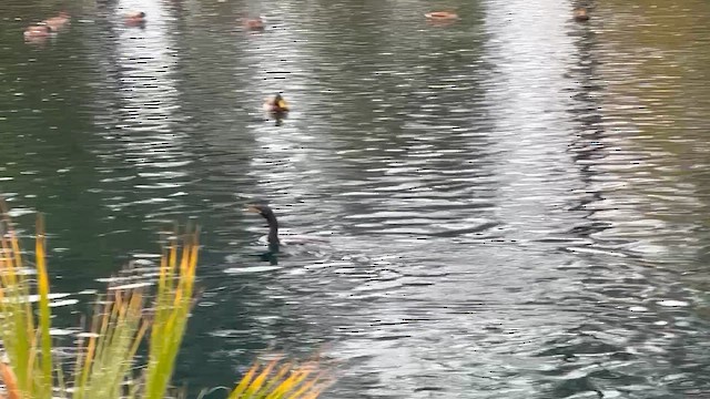 Neotropic Cormorant - ML647482566