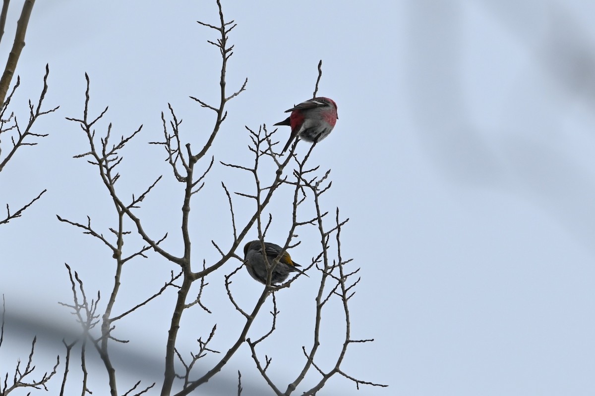 Hakengimpel - ML647482570