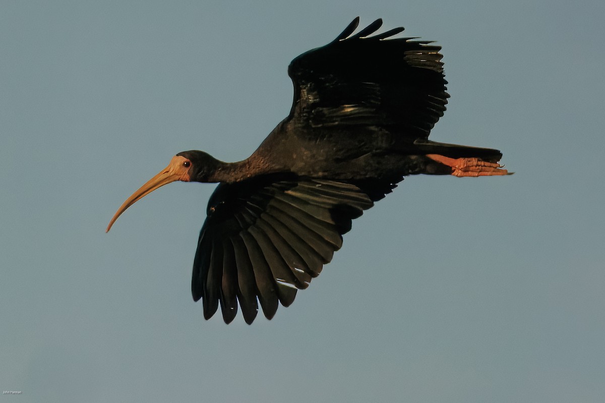 Ibis Afeitado - ML647482579