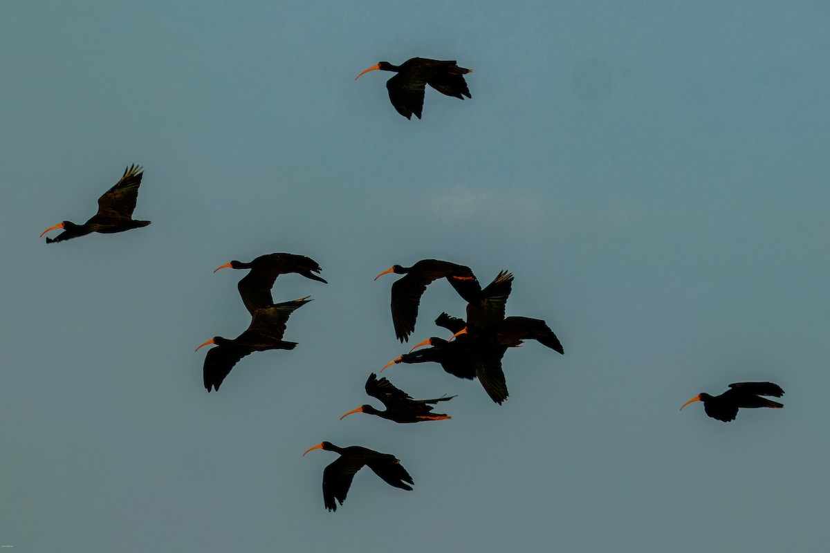 Ibis Afeitado - ML647482580