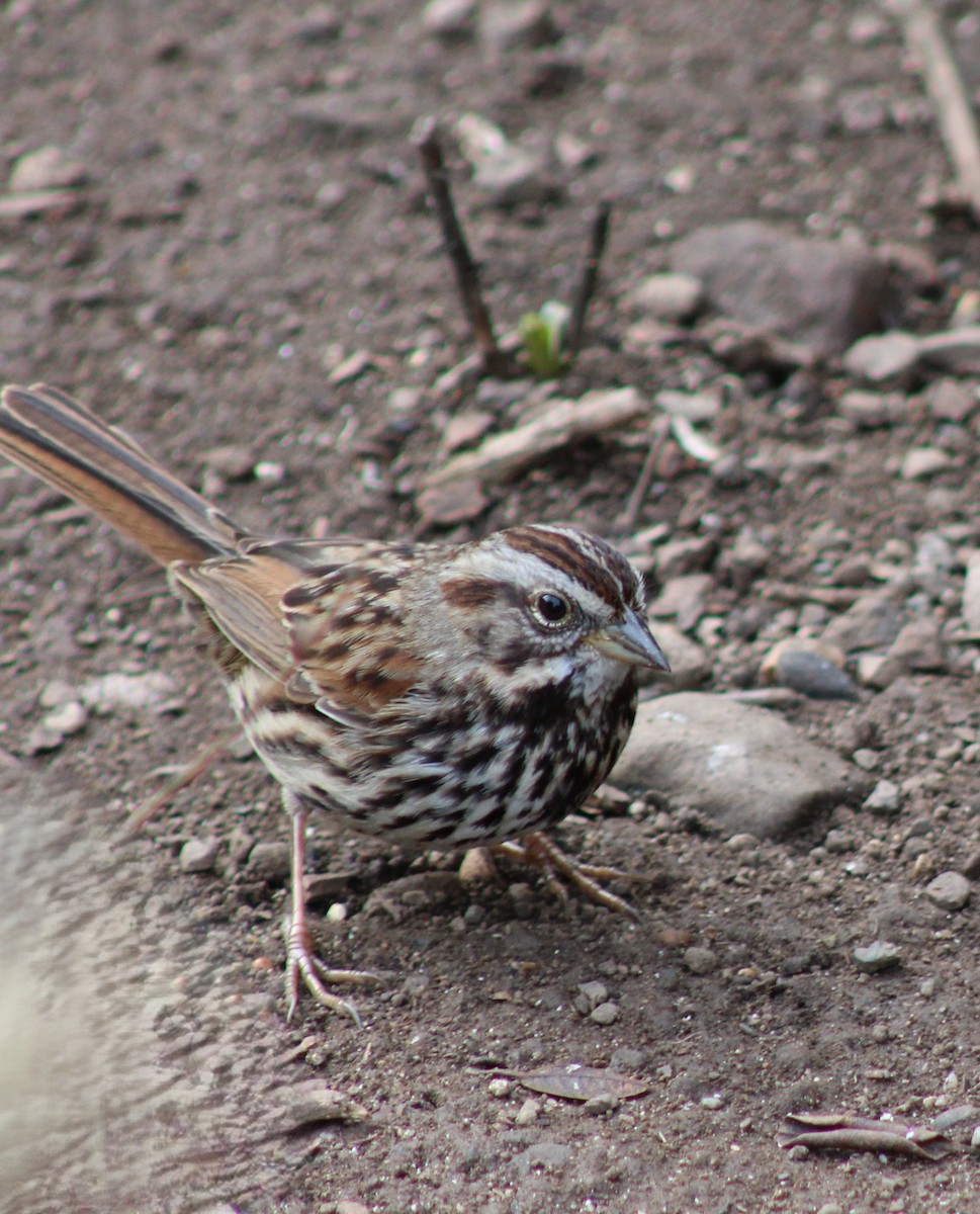 Song Sparrow - ML647482582