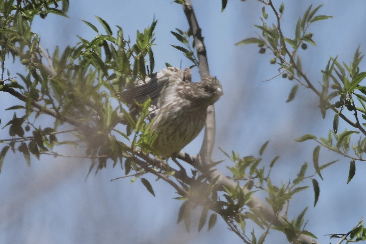 White-tipped Plantcutter - ML647482613